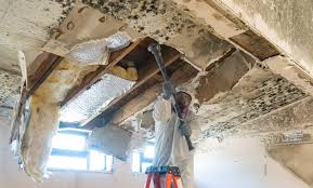 Best Black Mold Removal in Nappanee, IN